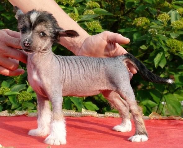 O-Susi Chrustowianki