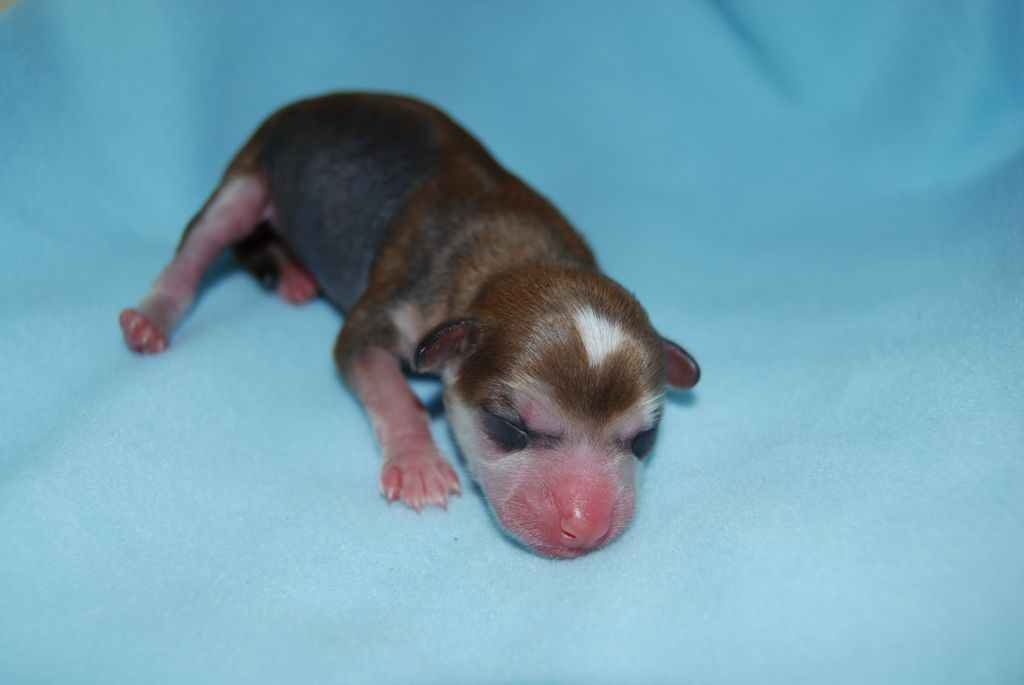 Love From Tecco's Bailee