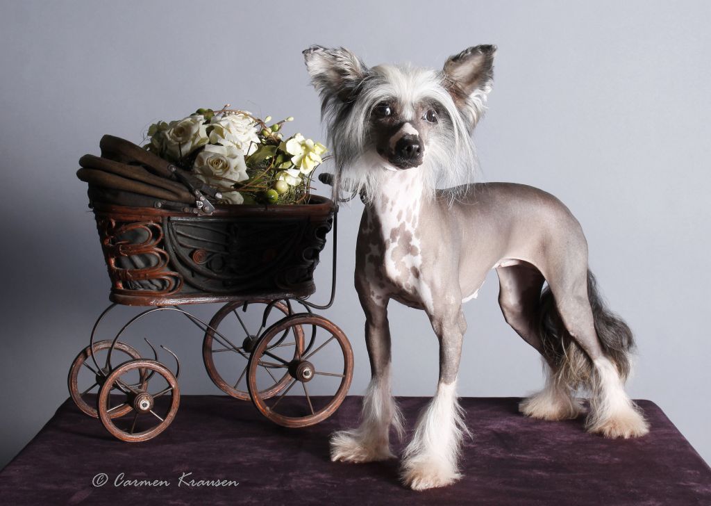 Artemis Gintaro Magija