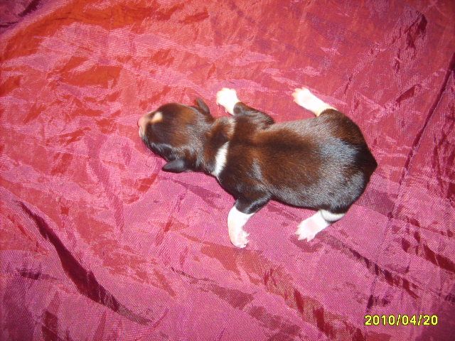 Orero Lovely Niagara Fols