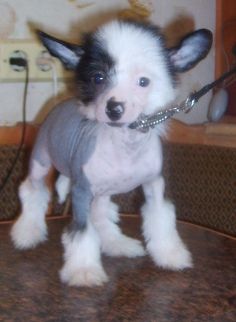 Orero Lovely New Legend