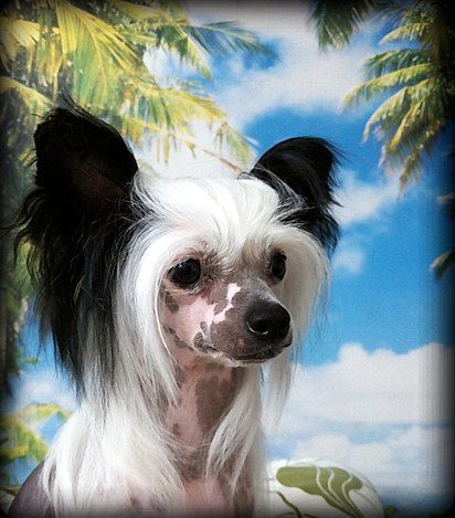 Clezel's A Crazy Snowfling