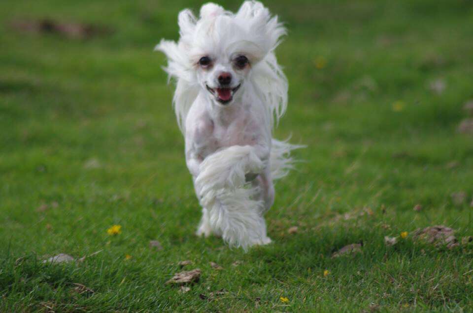 Clezel's A Confetti Snowdoll