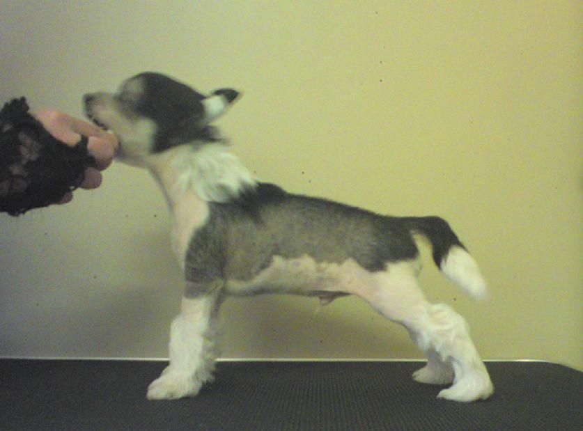 Fabolous Dogs Be As You Are