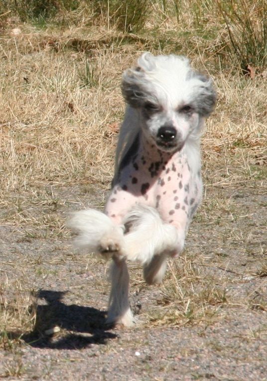 Fabolous Dogs Believe It Or Not