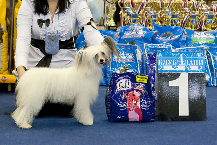 Status Imperial Daiquiri