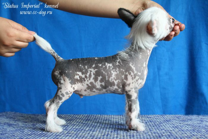 Status Imperial Dreaming Of Live