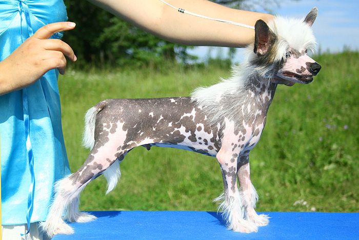 Status Imperial Desert Mirage