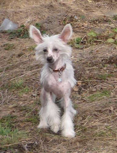 Opus Palmare Fhristiansen Del Rosari