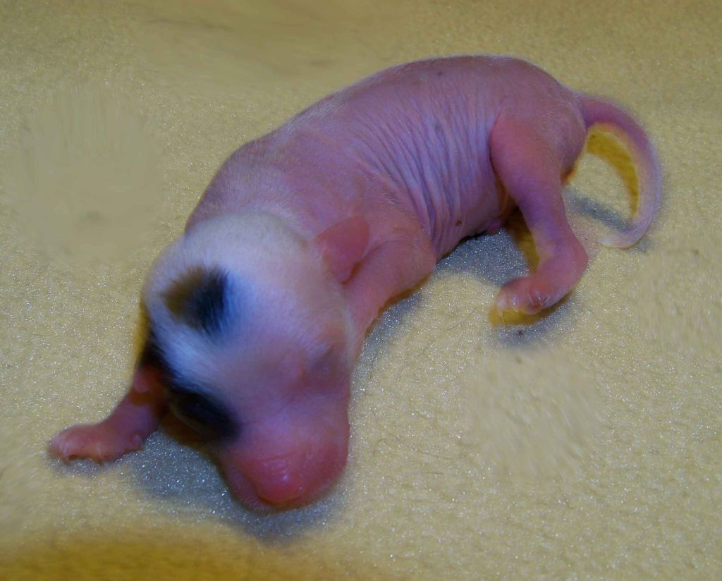 Spiritual Royal Crown