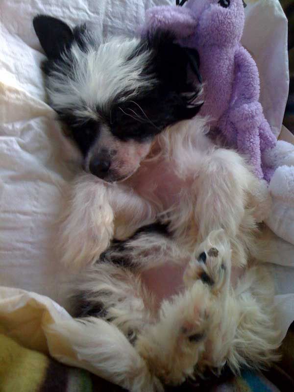 Spiritual Royal Duchess