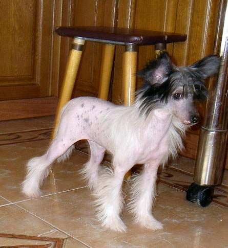 Koko Chanel Super Love