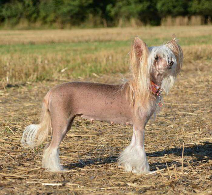 China Girl ze Shetlandu