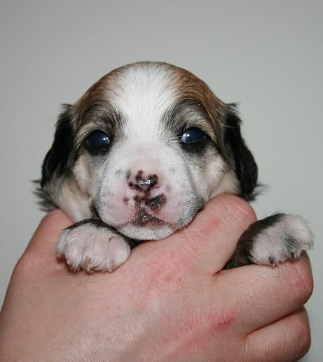 Cute and Crazy Ludwig