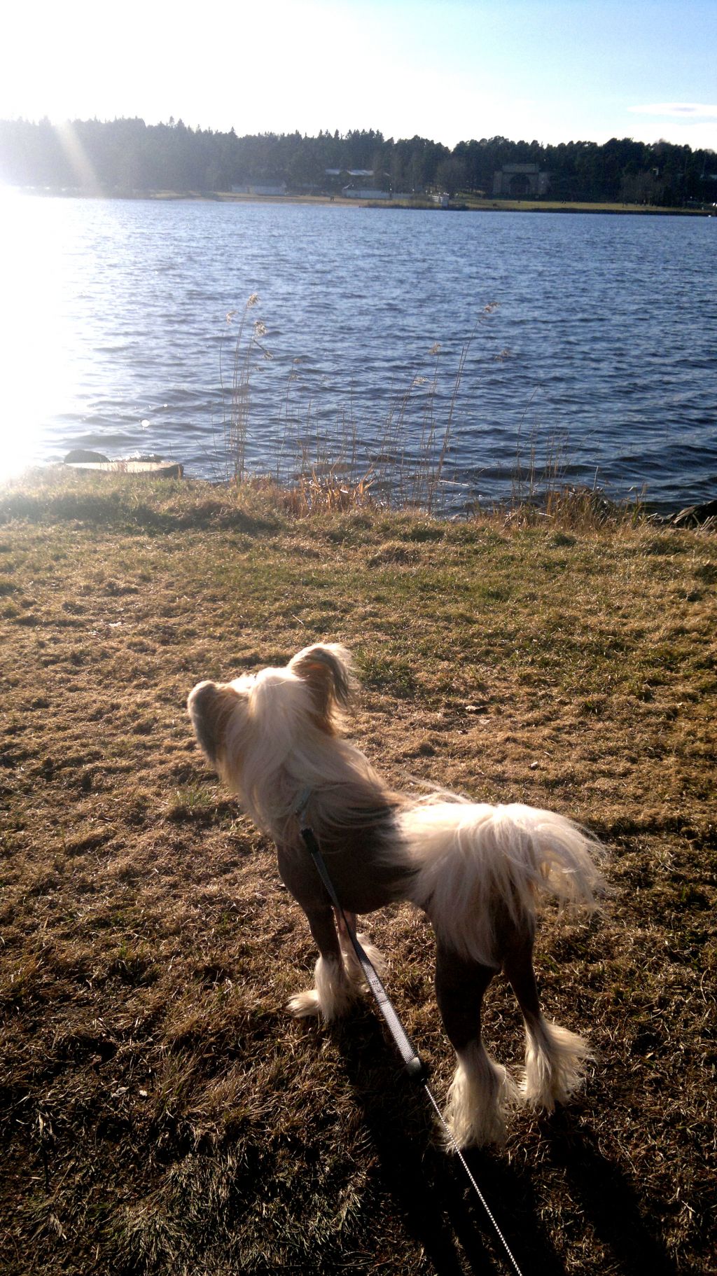 Kungsängsliljans Always the Best