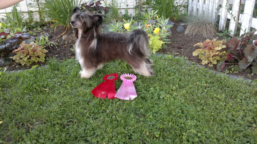 Kungsängsliljans Always the Star