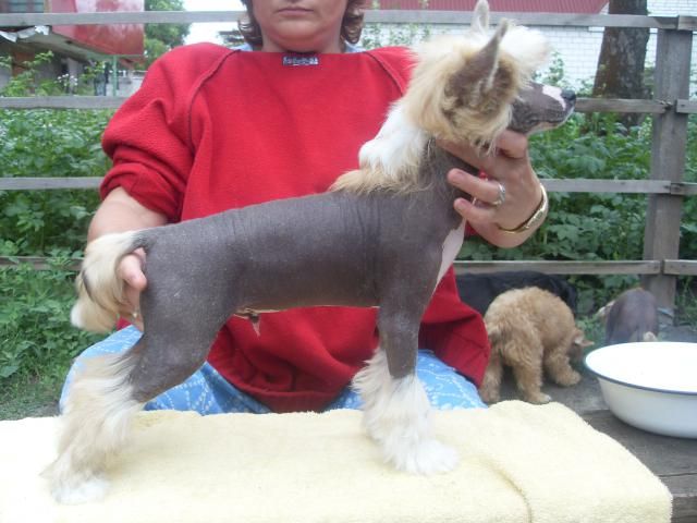 Rus Foreva Optimalniy Vibor