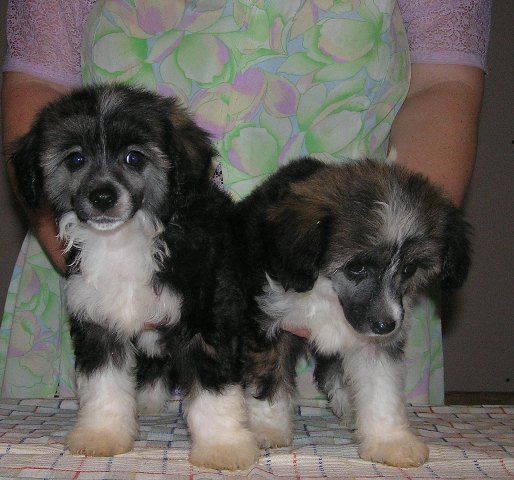 Elfgrace Inrike Iglessias