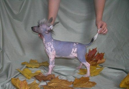 Elfgrace Illoiza Rouz