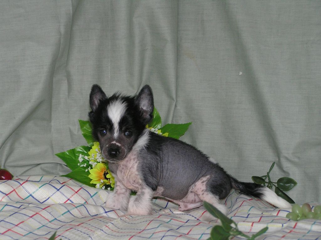 Elfgrace Mint Of Maney