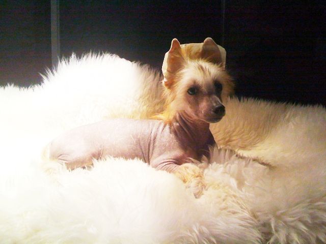 Elfgrace Nel Dia Son