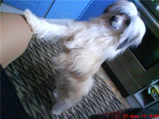 Elfgrace Najk Norman