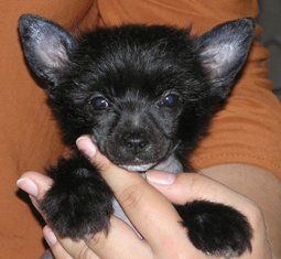 Elfgrace Otari Oushen