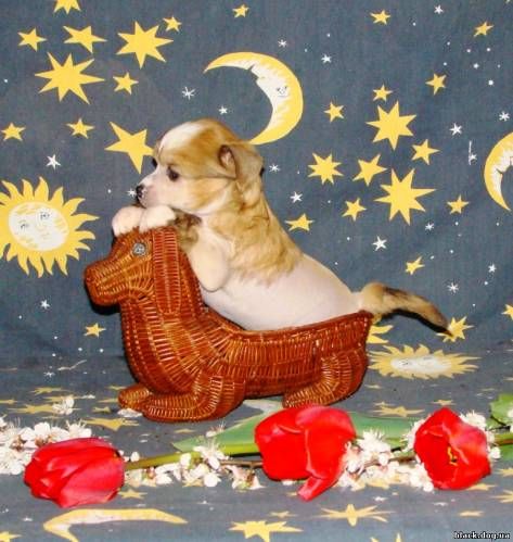 Rus Foreva Obvorojitelnaya Feya