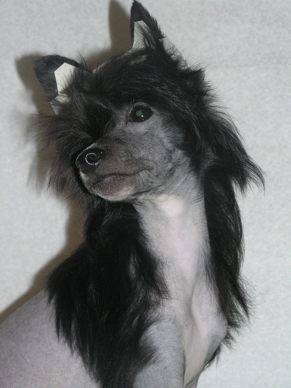 Elfgrace Paloma Laki Star