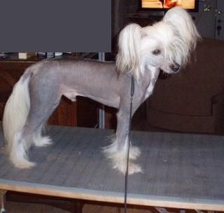 Tamarlane's Summer Wind 4-reil