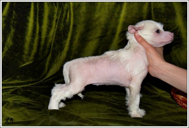 Mashama Mazi Rus Belenga Latifu