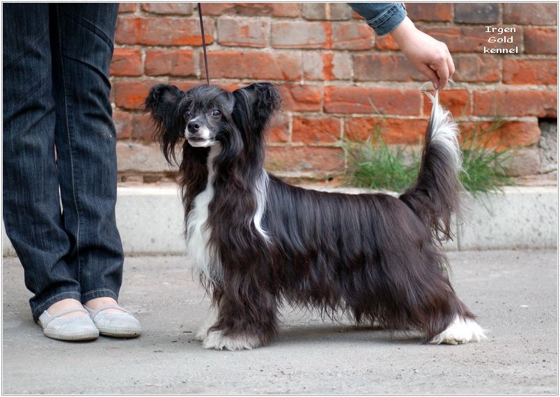 Irgen Gold Shanel Coco