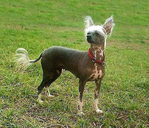 Bravo Bravissimo Bestiy