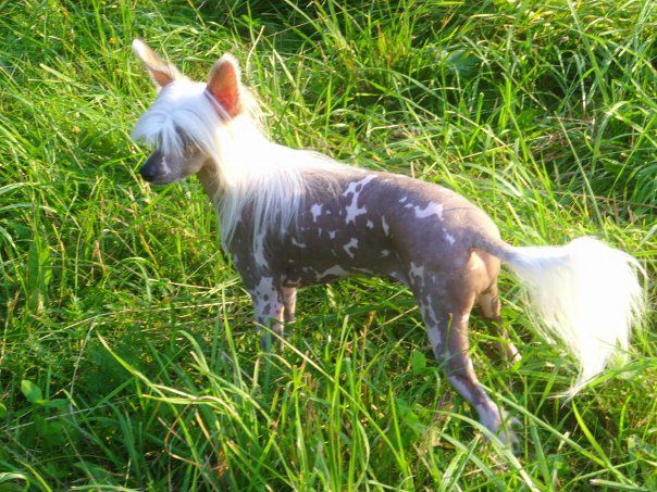 Cassiopeia Zvezdnaya