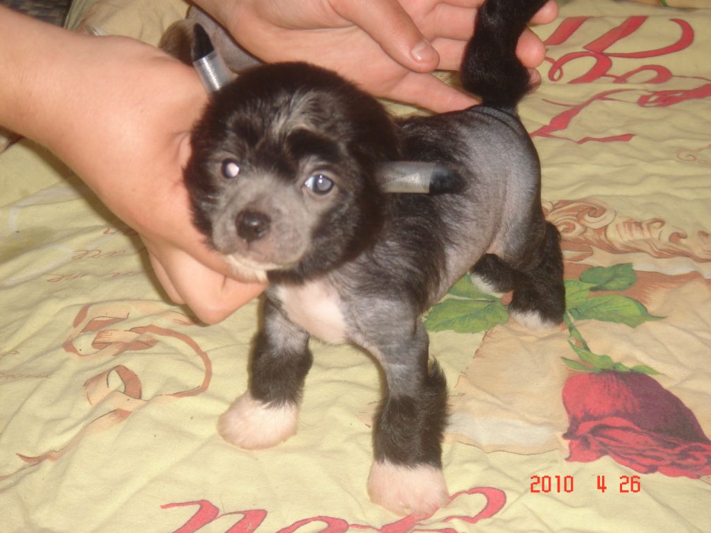 Edward Twilight Mistery Angel's Rose