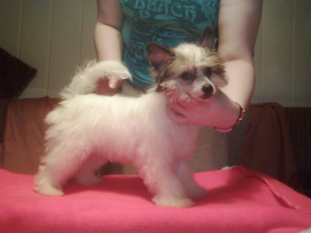 Devildancer of Exotic Dog's