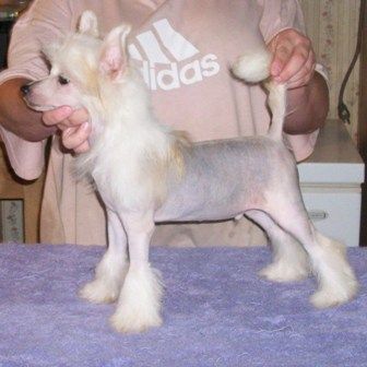 Mosaic's Living On The Edge