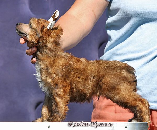 Aura Beauty Chevalier de Amour