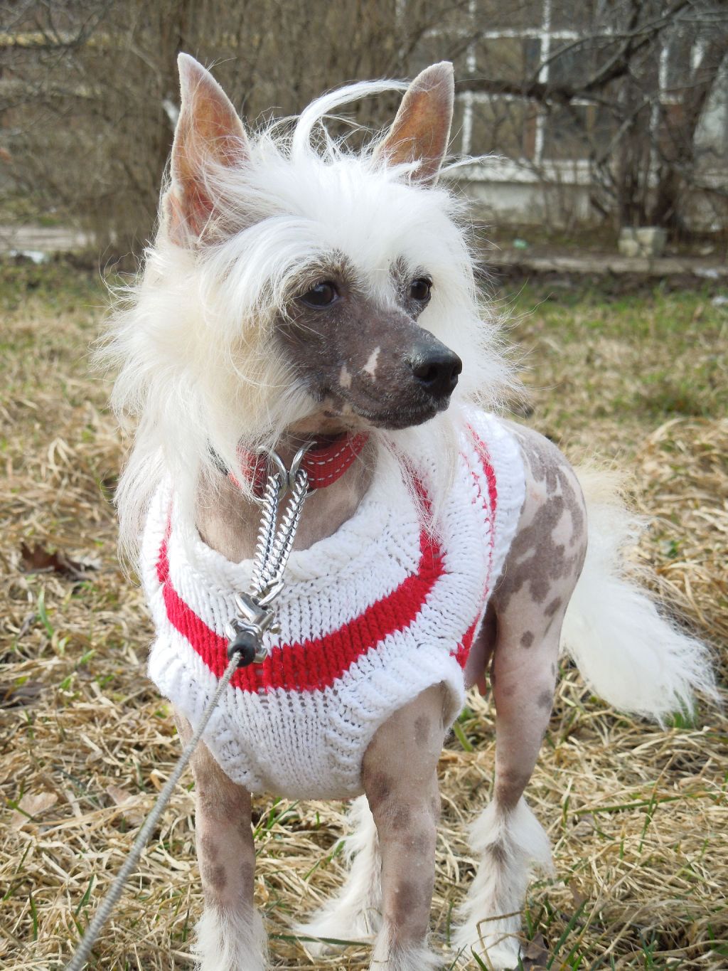 Nevskiy Favorit Laitiona