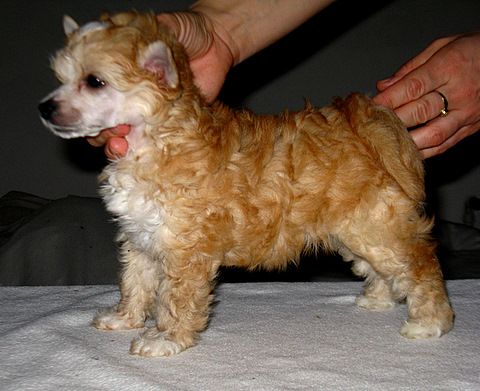 Aquila Bardynela Blue Perfect