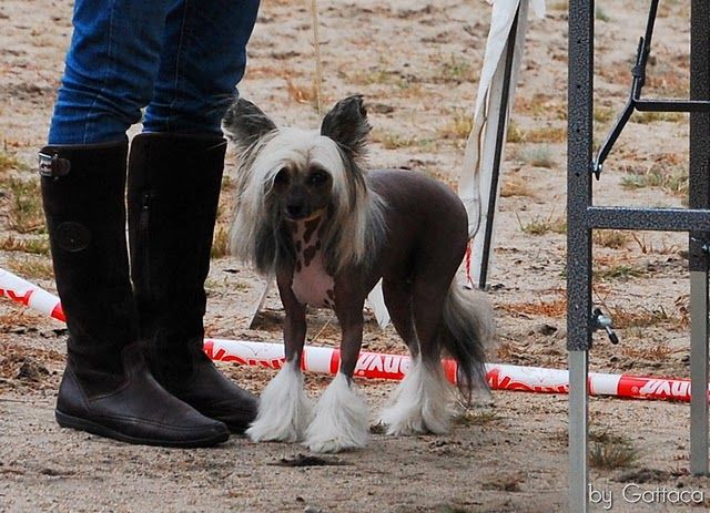 Fantasia Light Of Shin-ra