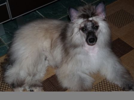 Velvet Izumi Almires