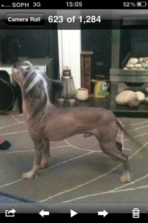 Prajna Simply The Biz of Neichelles