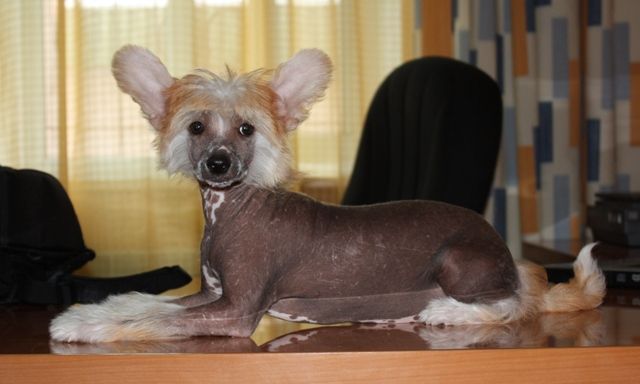 Idefix Plus Akuna Matata