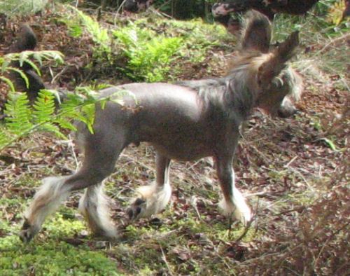 Lohamras Ragamuffin Romeo