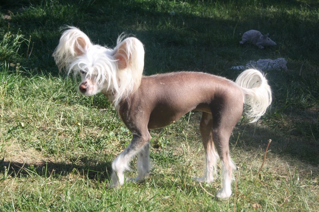 Lohamras Razz-Ma-Tazz