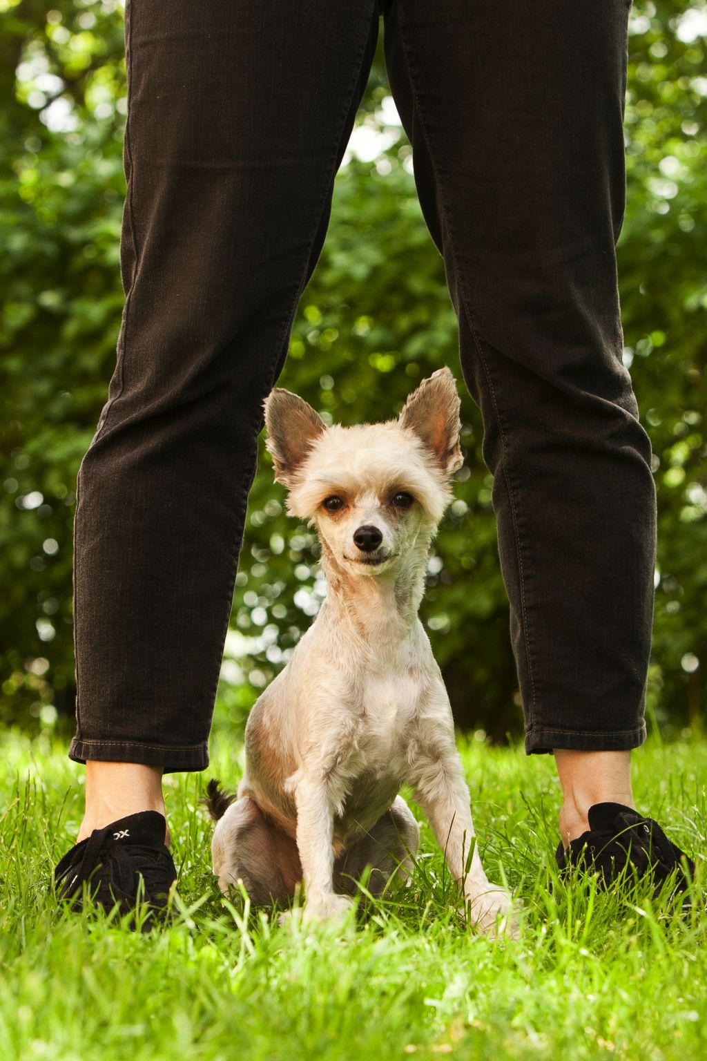 Lohamras Rose of Cimmaron