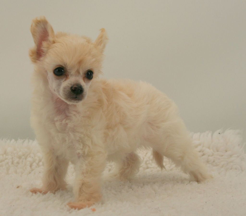 Lixima's A High Stake Game