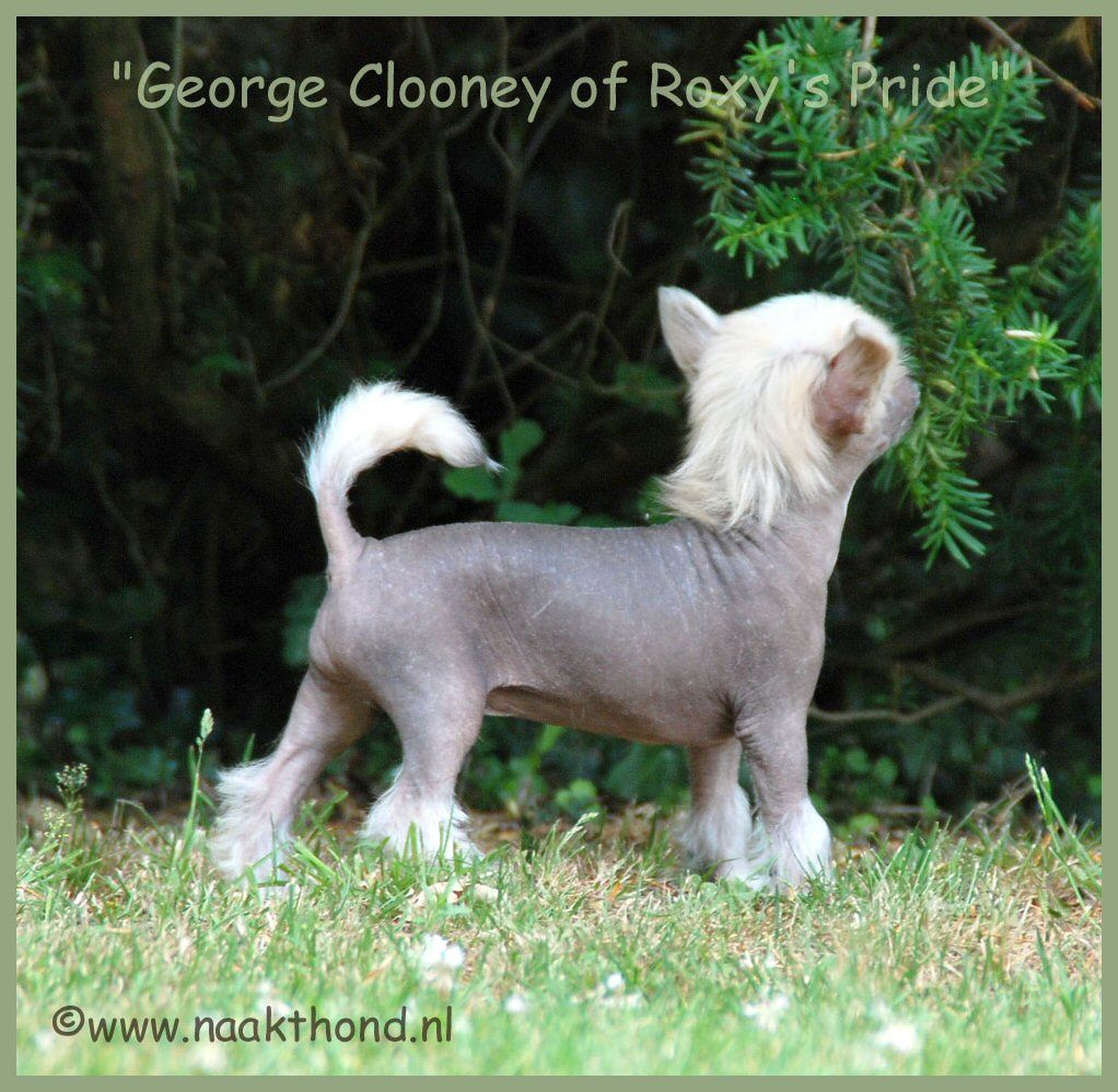 George Clooney of Roxy's Pride