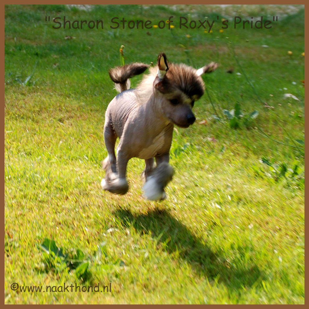 Sharon Stone of Roxy's Pride